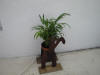 We replaced a citronella plant that dropped leaves with an acacia palm