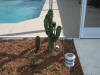 We made a mini cactus garden, the big one used to be by the mailbox