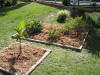 The butterfly garden and foxtail palm