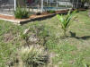 The big fountain grass was pulled and replaced with the grassy stuff that used to be right beside the pool