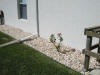 This desert rose also used to be inside the lanai