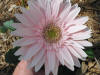 Gerber daisy