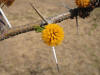 Bloom on tree in front