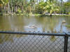 The gator pond!