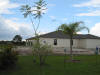 The jacaranda is in the foreground, in the background is the new house being built next door.