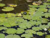 water lily.jpg (101787 bytes)