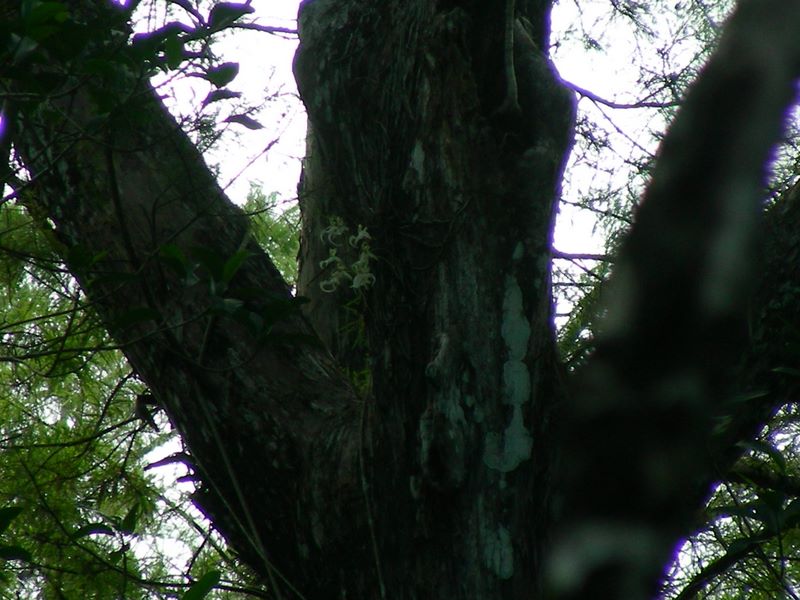 dscn4316.jpg (large)
